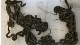 অজগর ছানা